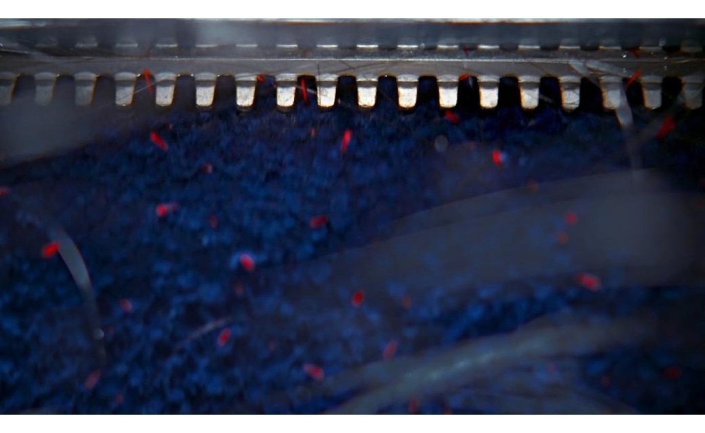 Dyson Clean+Wash Hygiene Hard Floor Cleaner 63762601