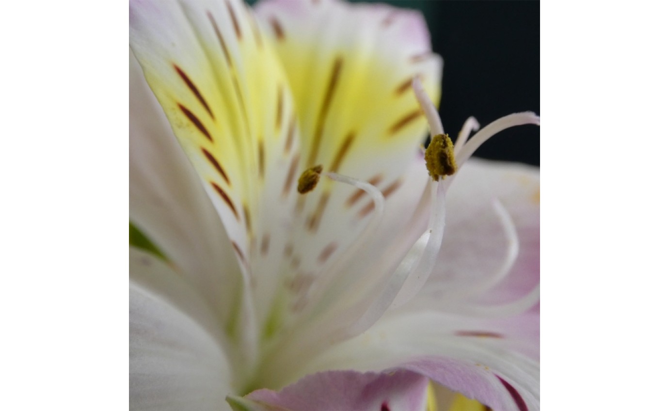 Lumix FZ80D Digital Camera DCFZ80DGNK