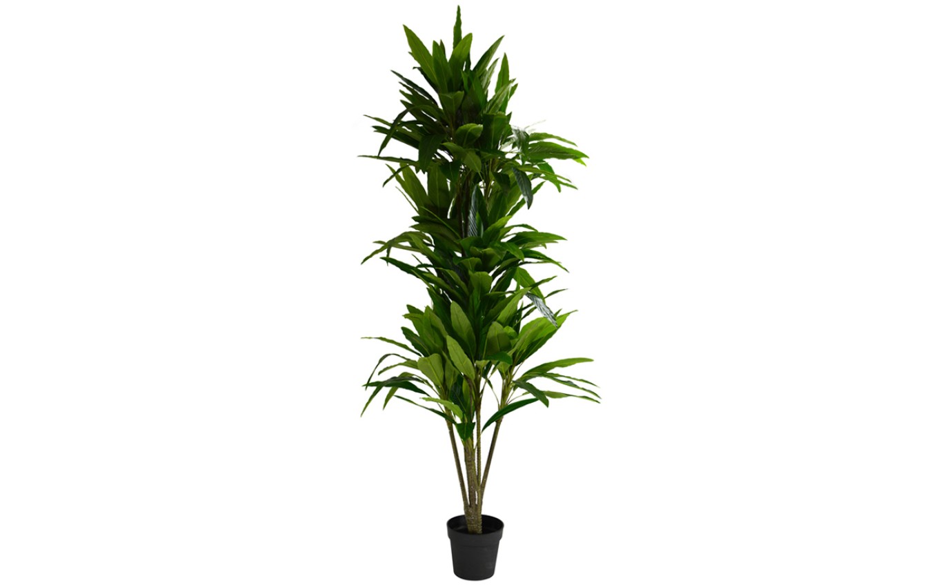 Coast to Coast 180cm Potted Faux Leaf Yucca Tree AF2191