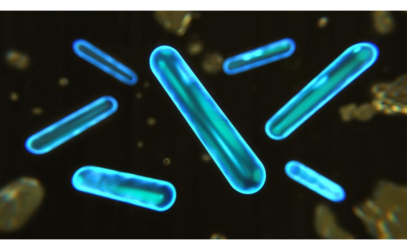 Dyson 02 Probiotic Hard Floor Cleaning Solution 59398602